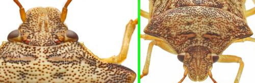 Dendrocoris humeralis